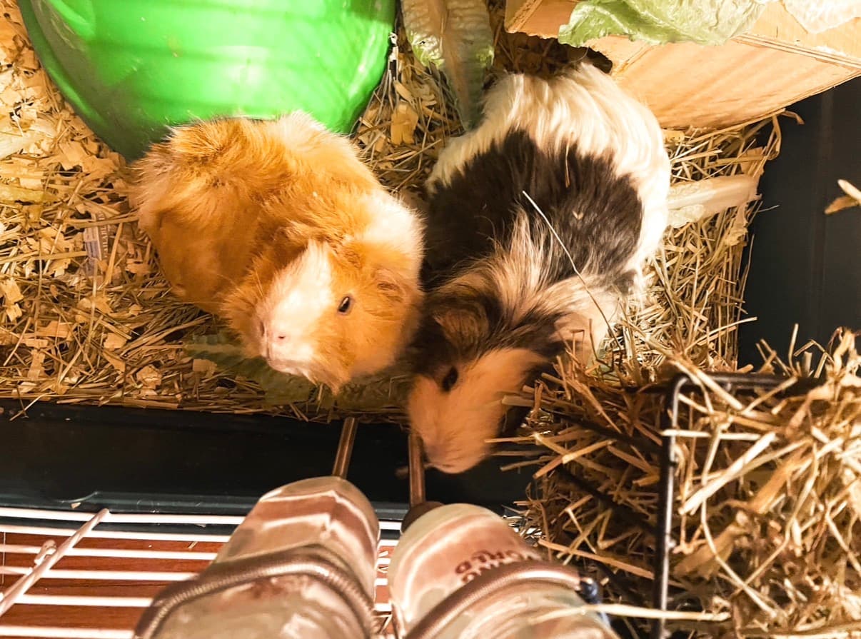 Guinea Pigs & Geckos