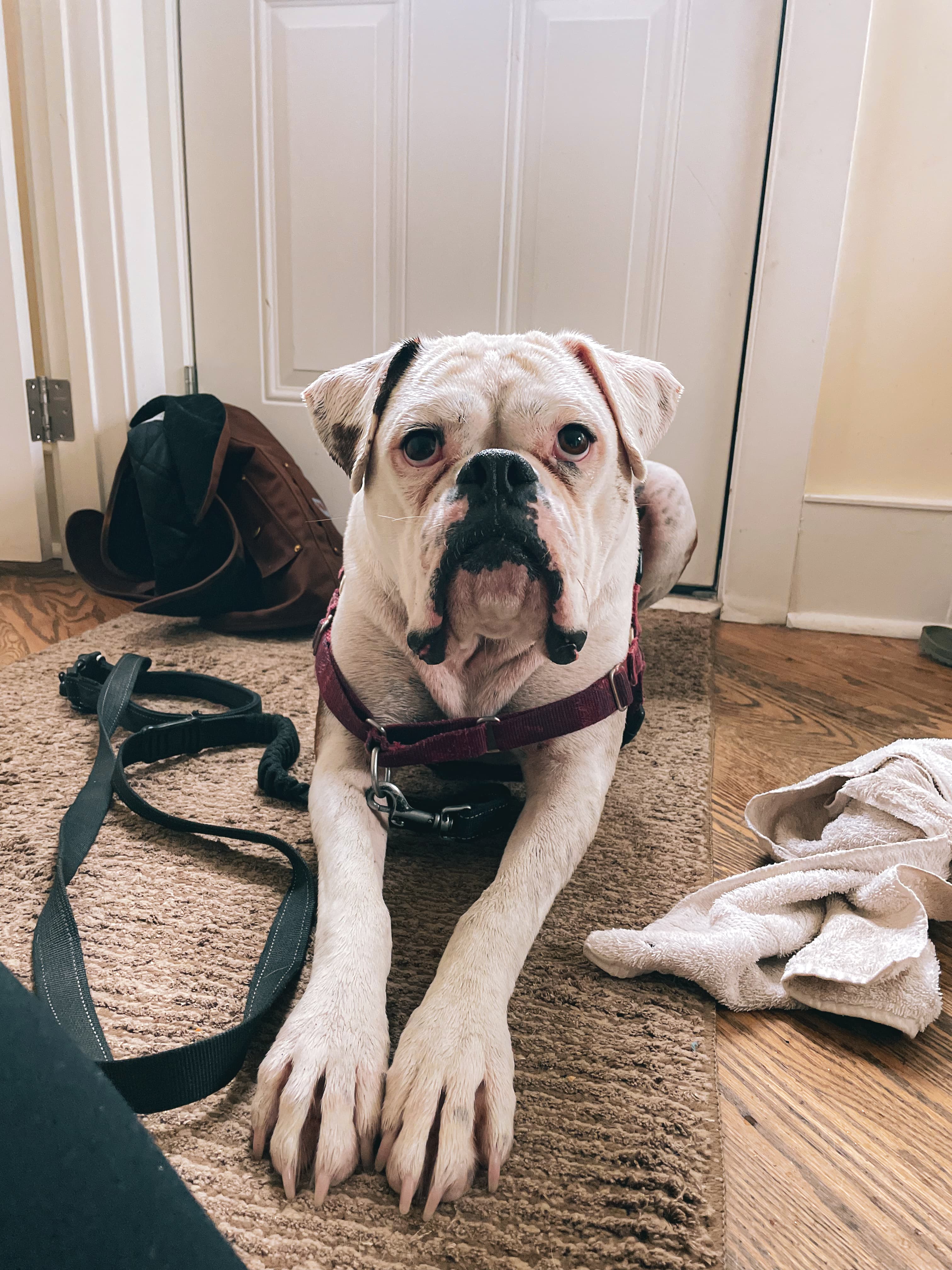 Hank