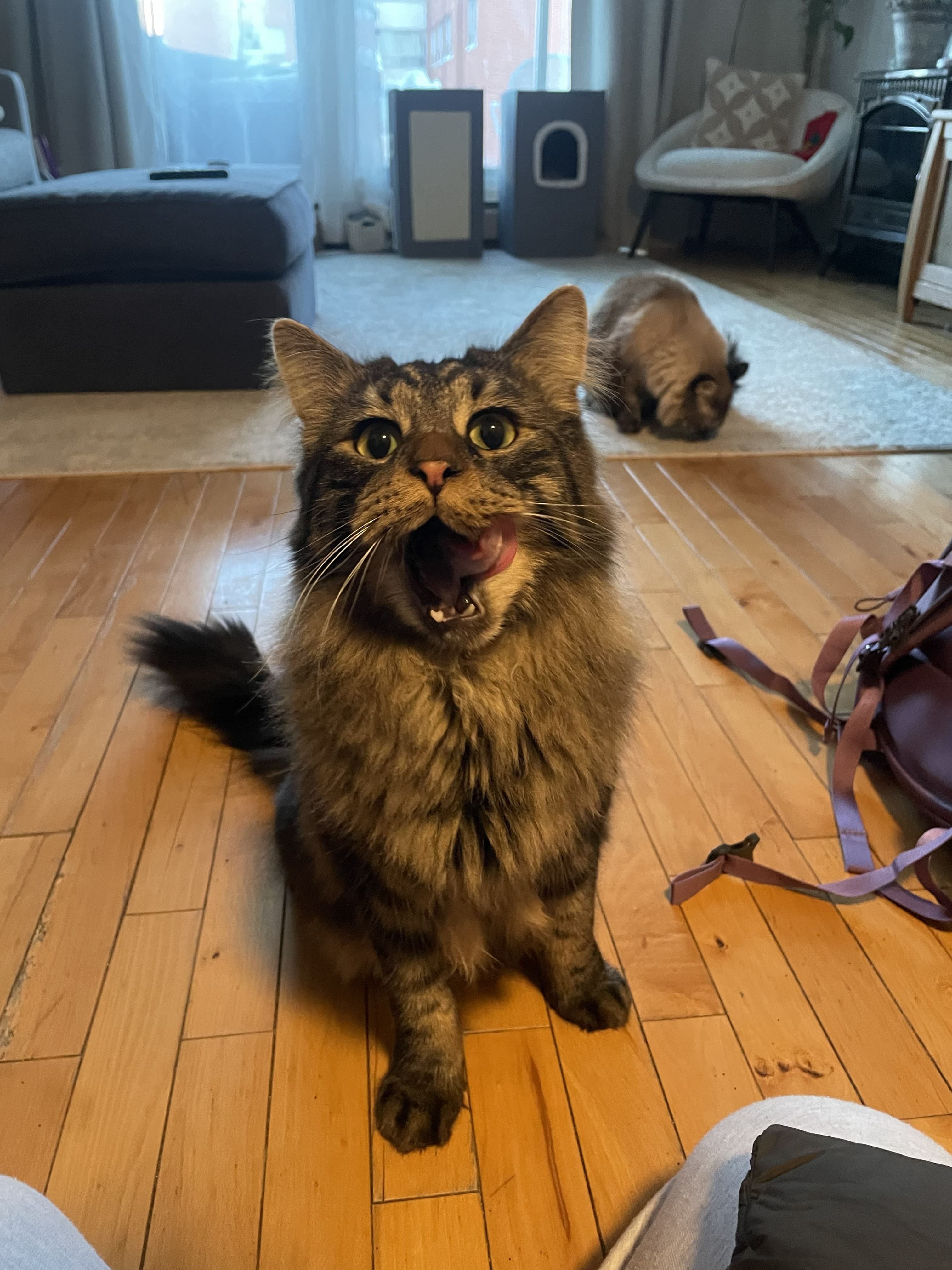 Hugo & Potato