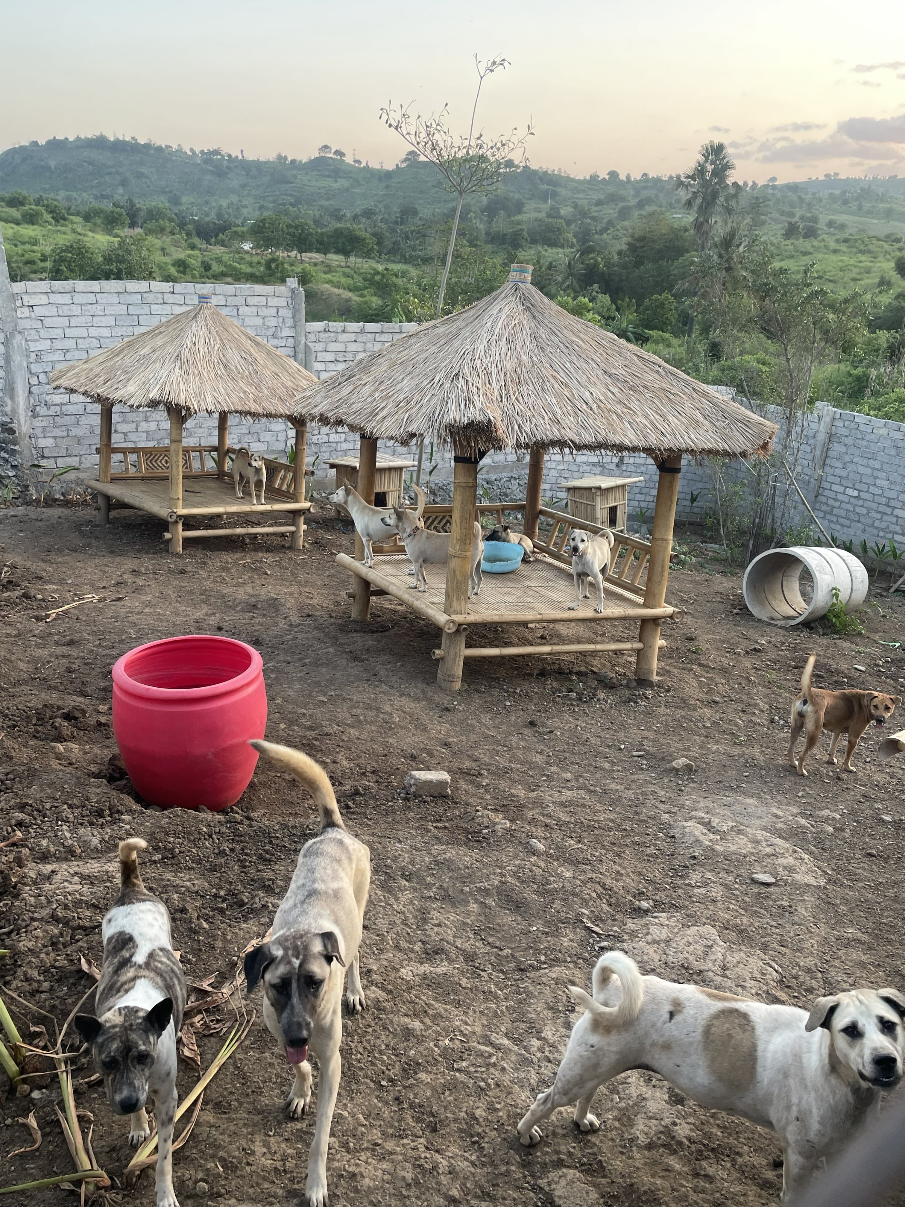 Lombok Dogs Association