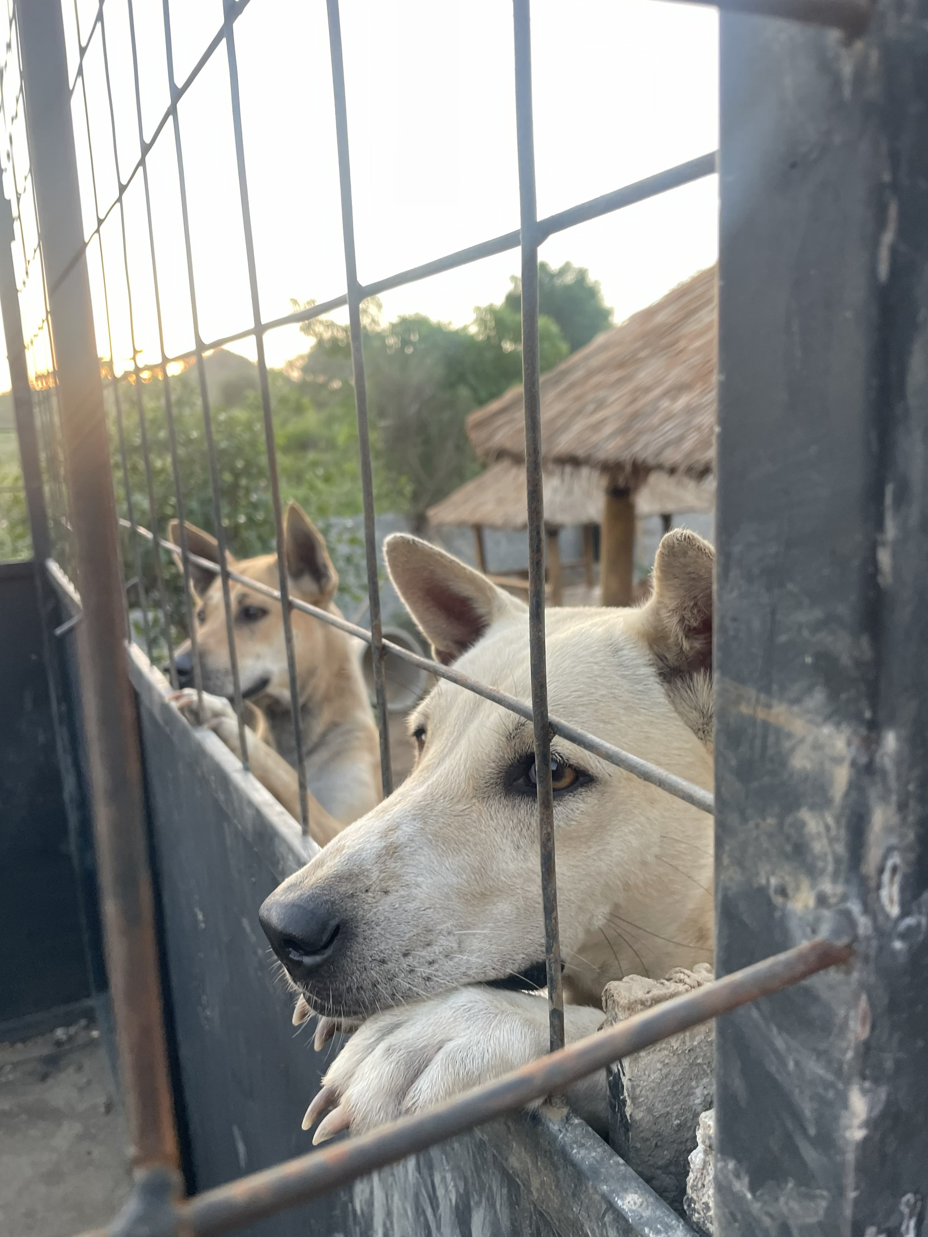 Shelter volunteer moment