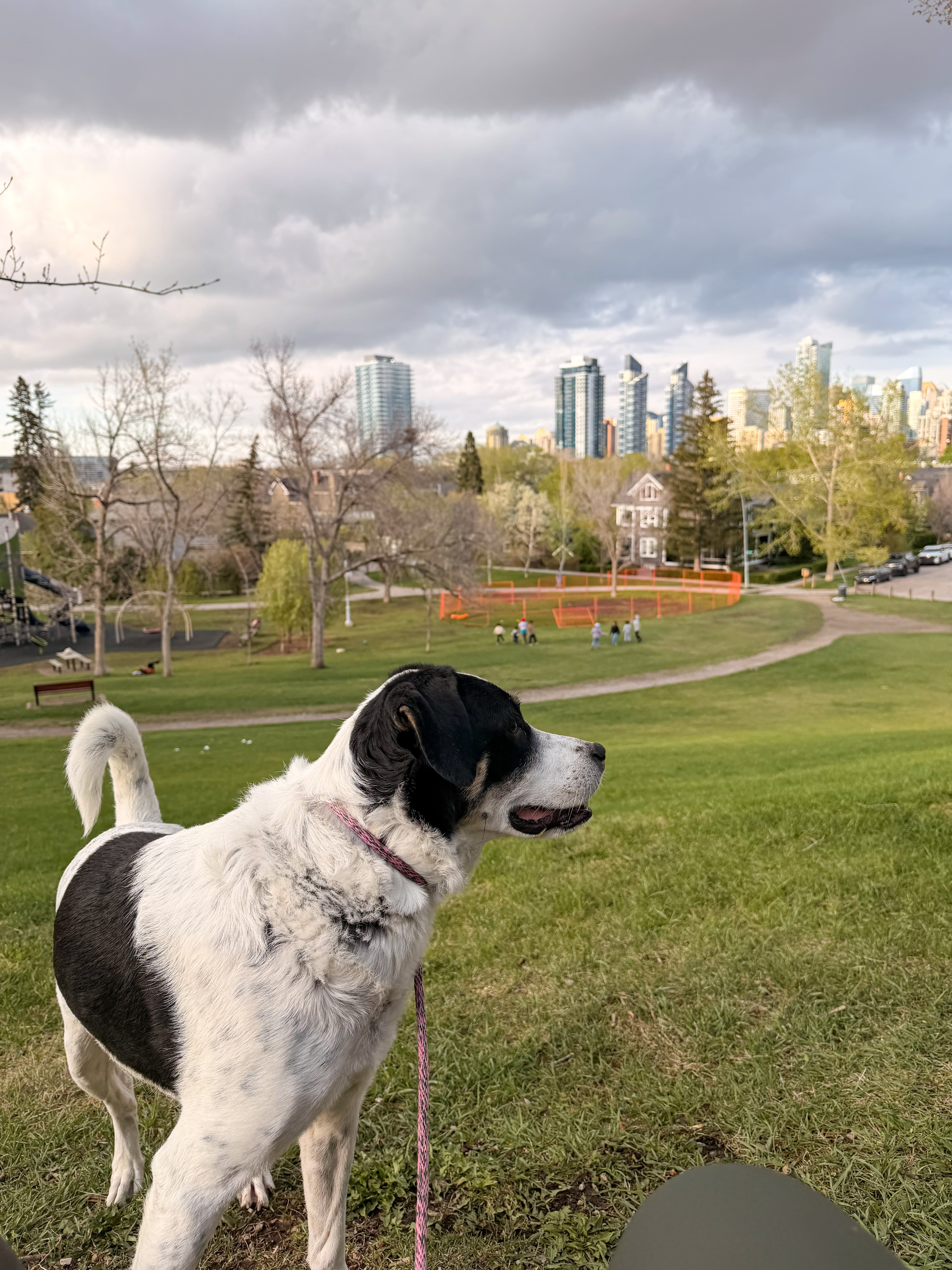 Dog on leash during a structured walk with Your Local Pawker
