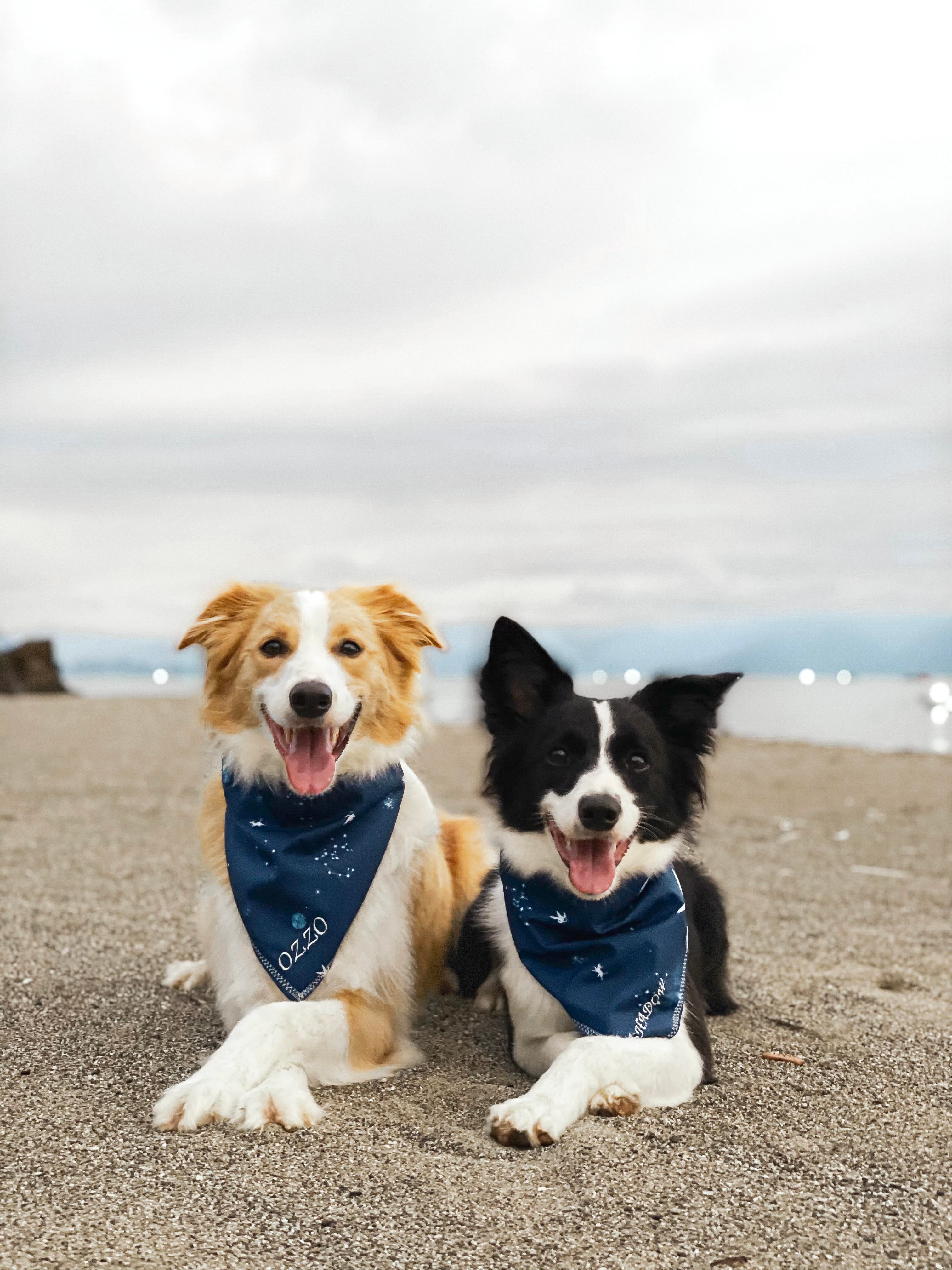 Ozzo and Shadow — Your Local Pawker