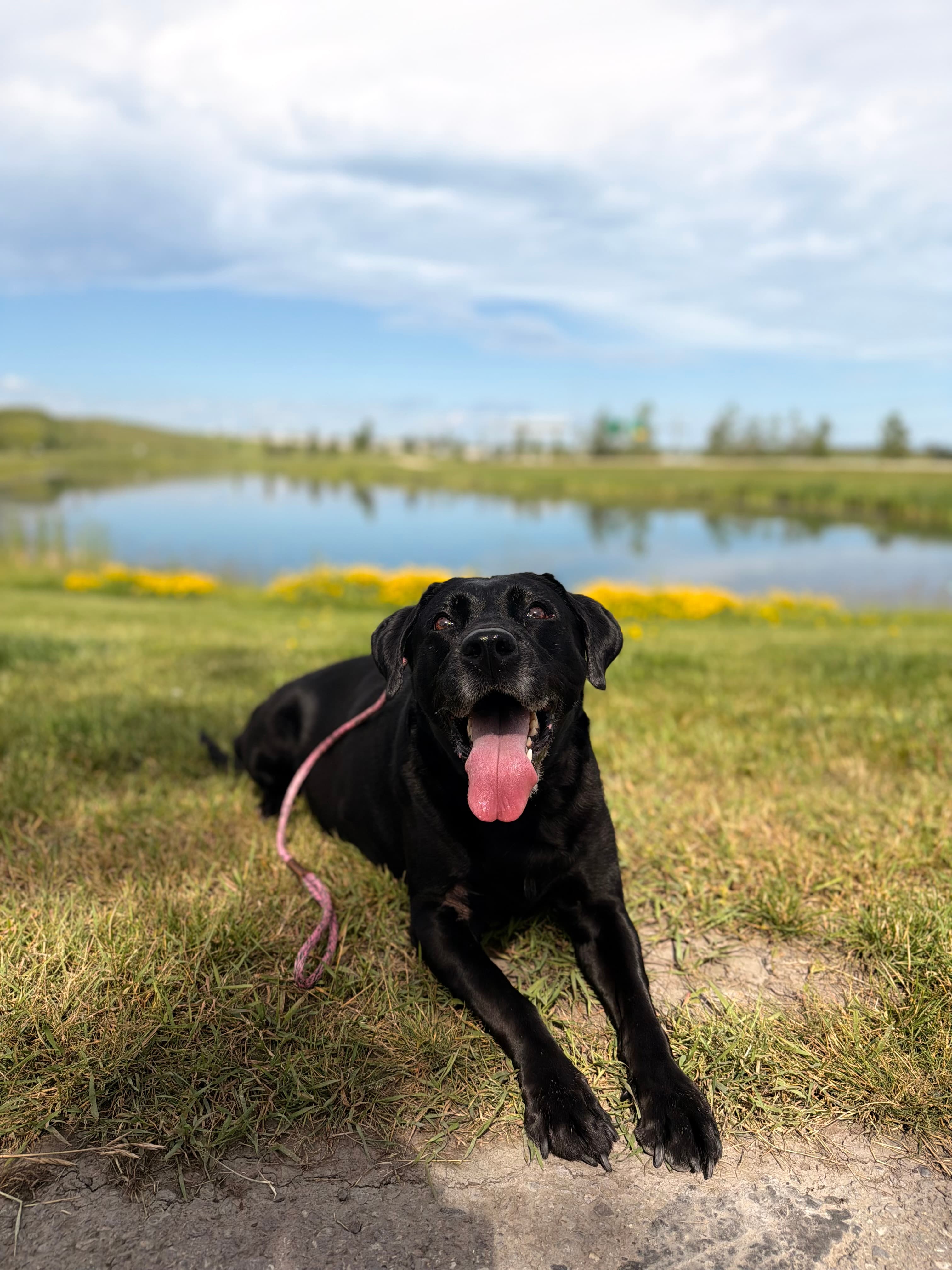 Dog walk